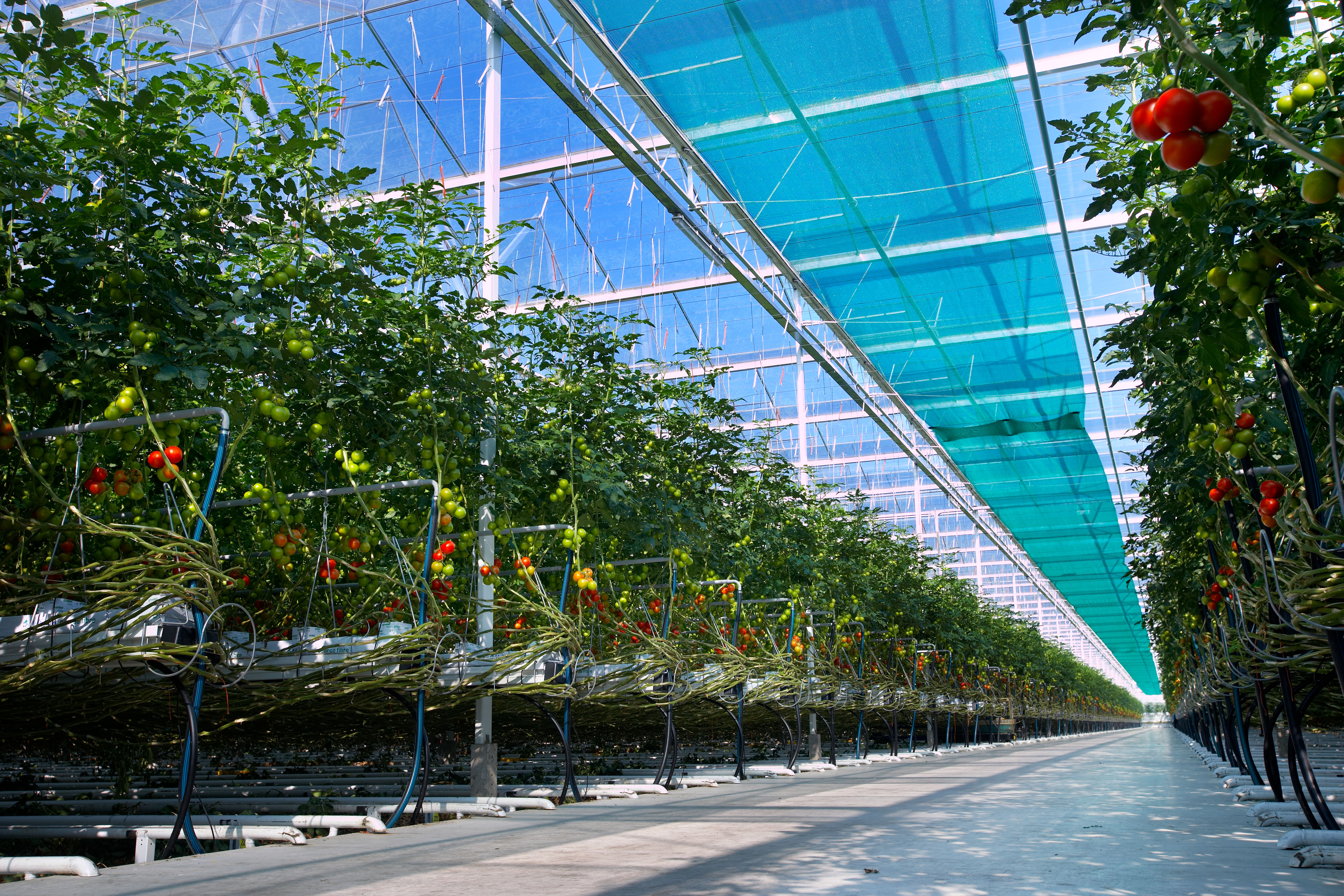 AP Holland – Your Partner For Greenhouse Horticulture Technology